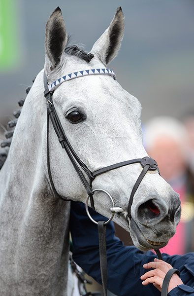 Cheltenham day 1: Simonsig
