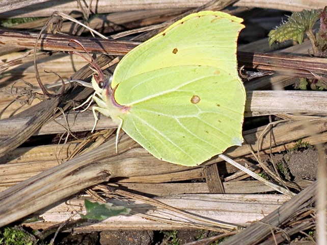 Green shoots: first flowers , new buds & catkins