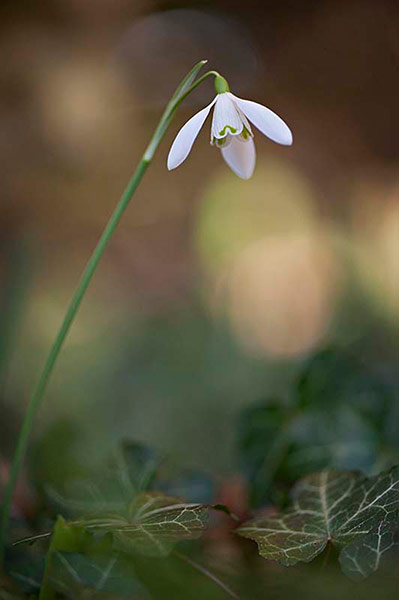 Green shoots: first flowers , new buds & catkins