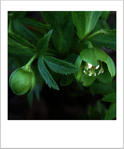 Green shoots: first flowers , new buds & catkins