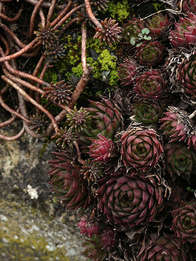 Green shoots: first flowers , new buds & catkins