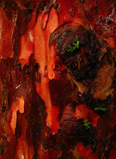 Green shoots: first flowers , new buds & catkins