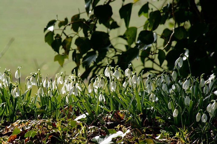 Green shoots: first flowers , new buds & catkins