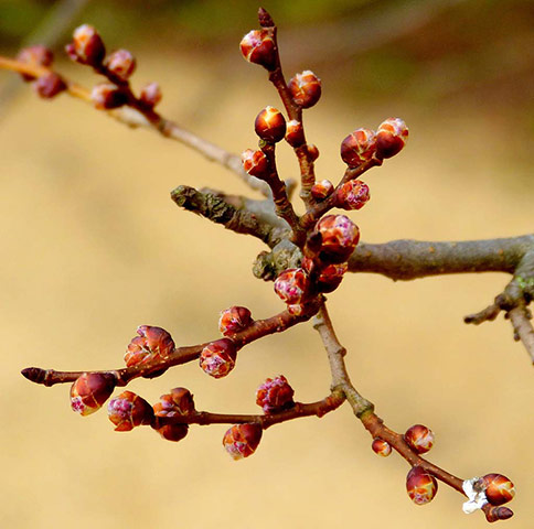 Green shoots: first flowers , new buds & catkins