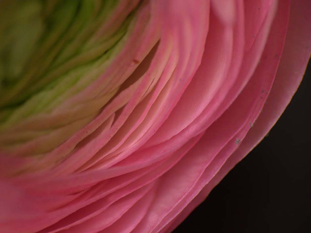 Green shoots: first flowers , new buds & catkins