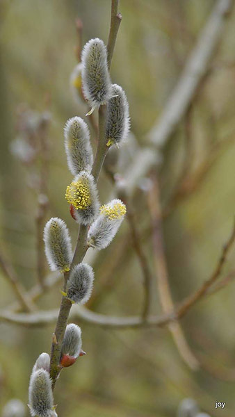 Green shoots: first flowers , new buds & catkins