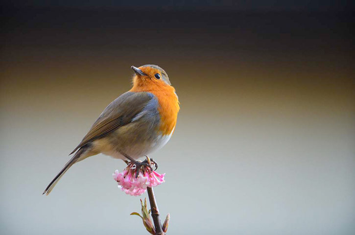 Green shoots: first flowers , new buds & catkins