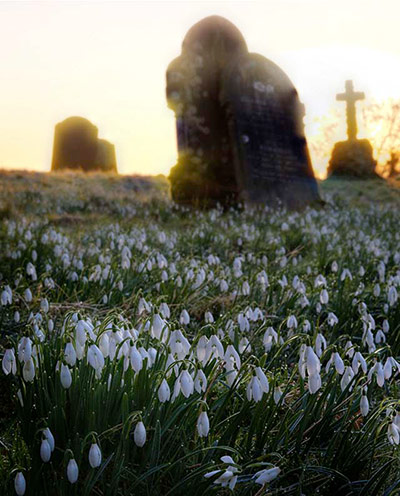 Green shoots: first flowers , new buds & catkins