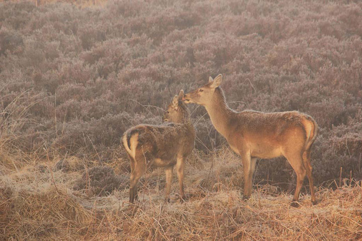 Green shoots: first flowers , new buds & catkins