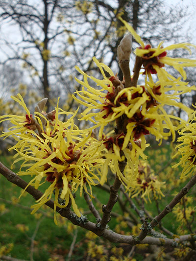 Green shoots: first flowers , new buds & catkins