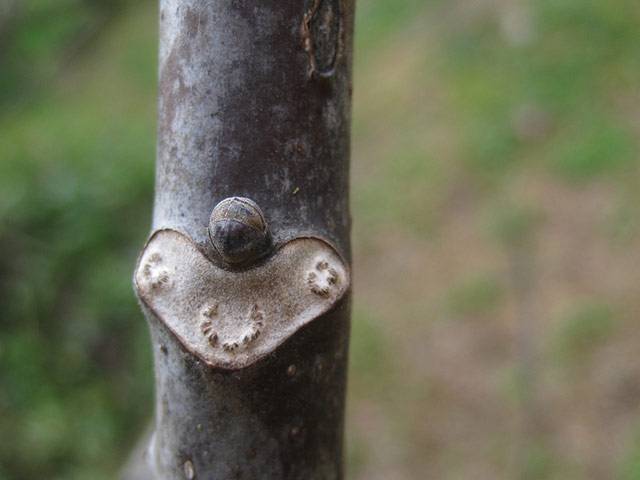 Green shoots: first flowers , new buds & catkins