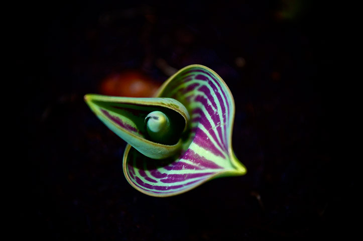 Green shoots: first flowers , new buds & catkins