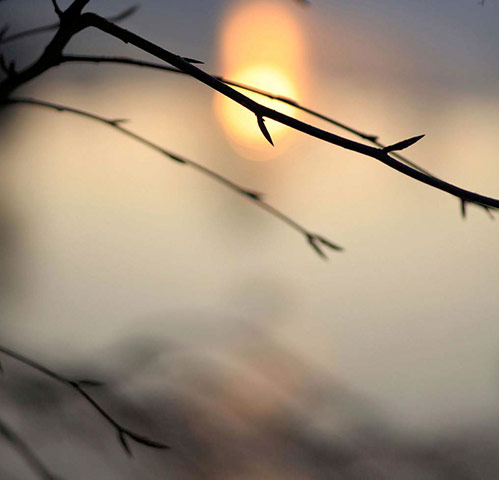 Green shoots: first flowers , new buds & catkins