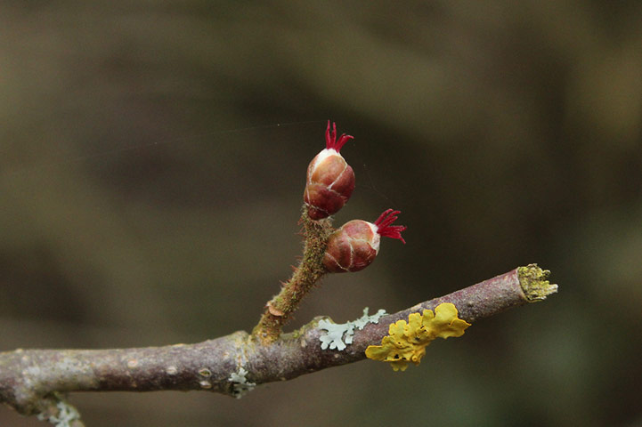 Green shoots: first flowers , new buds & catkins