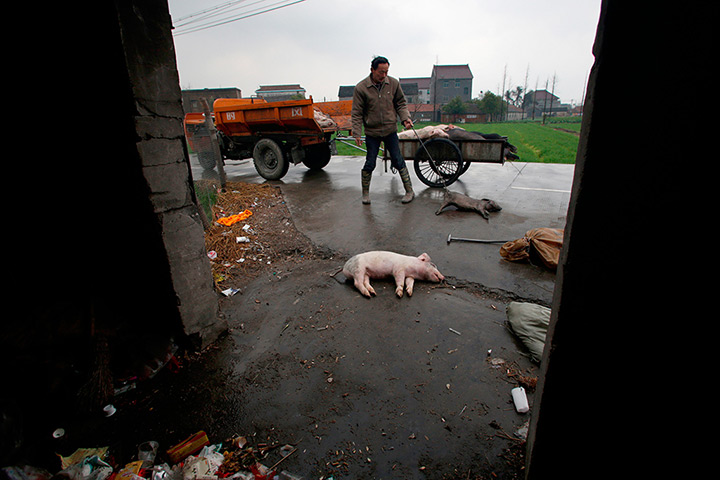 24 hours: Jiaxing, China: Villagers gather dead pigs