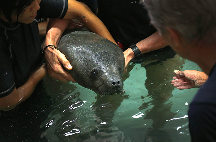 24 hours: Singapore: Keepers gently release a 4-month-old baby manatee named Mini