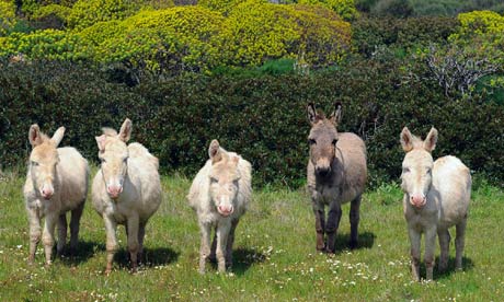 donkeys standing in grass
