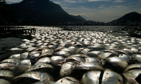 Tons of dead fish float on the waters of the Rodrigo de Freitas lagoon, beside the Corcovado mountain in Rio de Janeiro, Brazil.