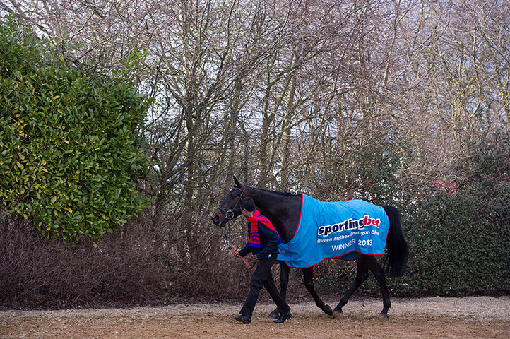 Cheltenham day 2: Sprinter Sacre goes for a loosening walk after his victory