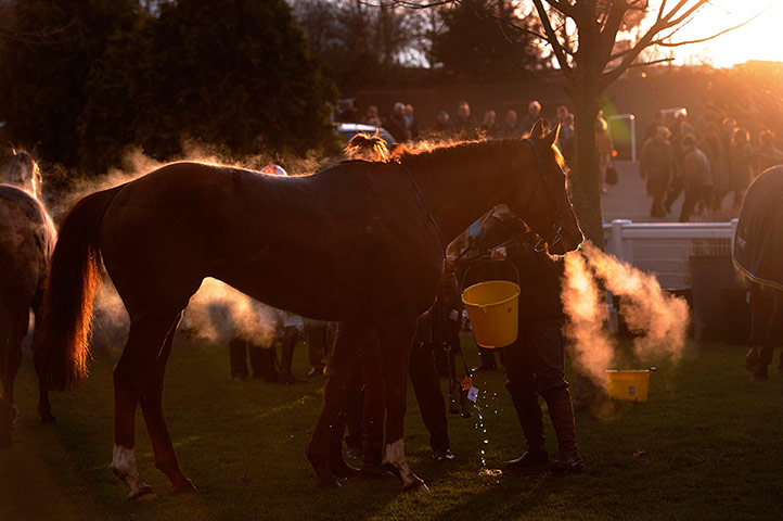 Cheltenham day 2: A horse cools off in the unsaddling enclosure