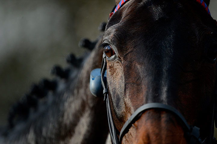 Cheltenham day 2: The eye of Sprinter Sacre 