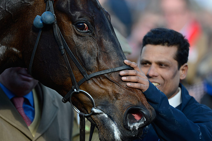 Cheltenham day 2 : Sprinter Sacre after victory in the Champion Chase