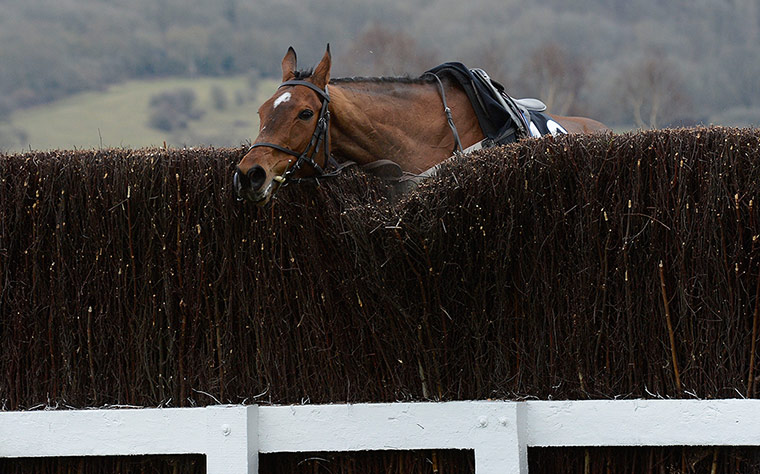 Cheltenham day 2 :  Top Smart decides to crash into a fence rather than jump it