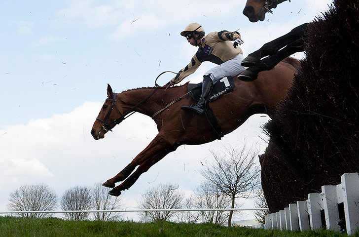 Cheltenham day 2 : Back in Focus makes a terrible mistake