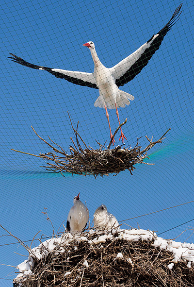 24 hours: Springe, Germany: A wild stork leaves the nest