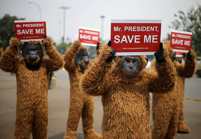 24 hours: Jakarta, Indonesia: Activists dressed as orangutans