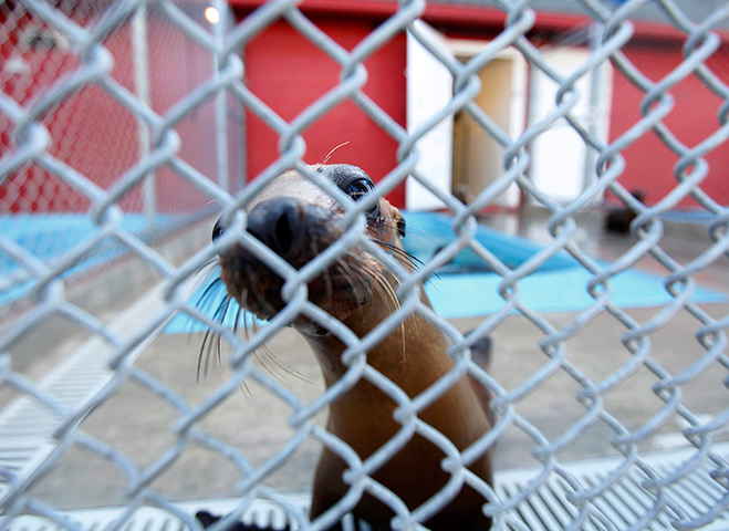 24 hours: Laguna Beach, California: A rescued sea lion pup 