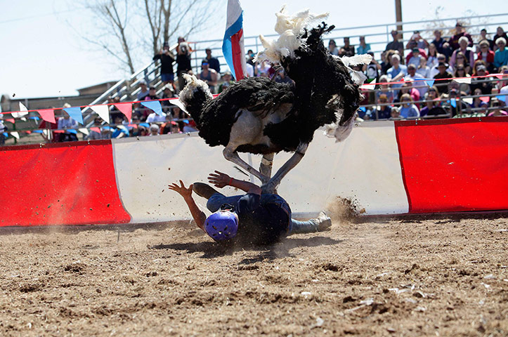 Best of the week: Dustin Murley is trampled by his ostrich