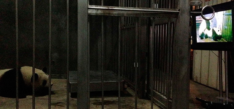 Week in wildlife: female giant panda Ke Lin watching a panda mating 