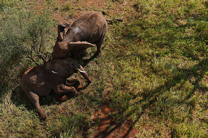 Week in wildlife: A wild elephant mother tries to assist her tranquilised juvenile