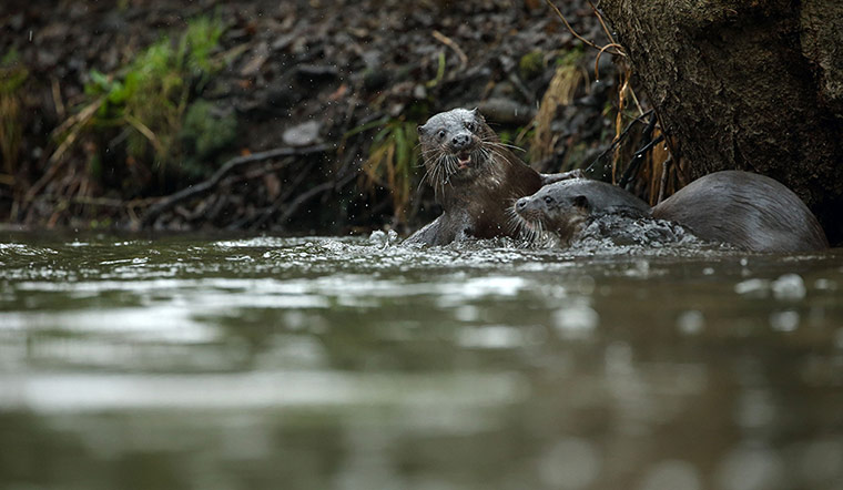 Week in wildlife: Otters fighting, Norfolk, Britain - 09 Mar 2013