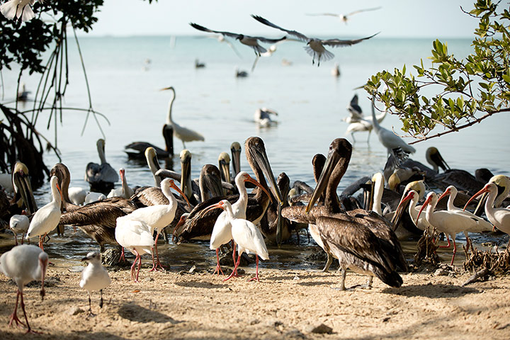Week in wildlife: Florida Keys Wild Bird Center