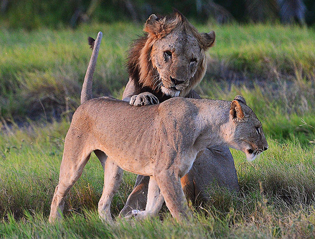Week in wildlife: Wild lions are pictured before mating in Amboseli national park, Kenya