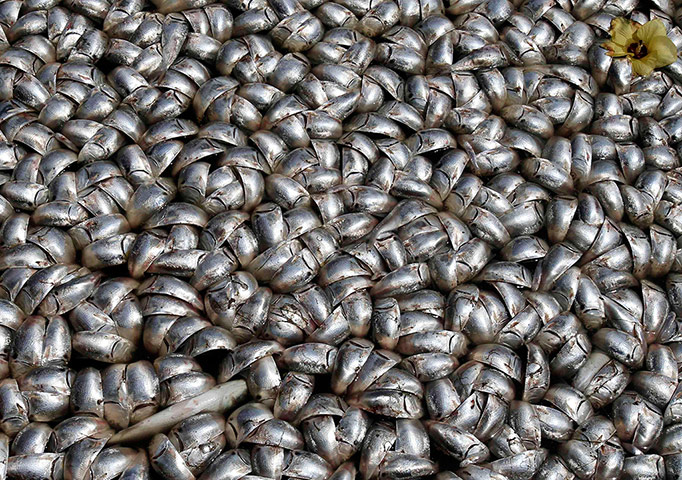 Week in wildlife: Dead fish are seen at the Rodrigo de Freitas lagoon in Rio de Janeiro