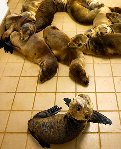 Week in wildlife: Rescued California sea lion pups