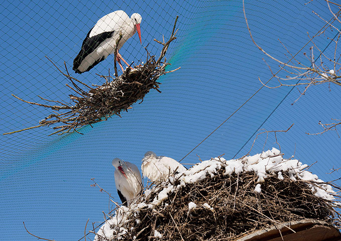 Week in wildlife: A wild stork on his nest on a net above the nest of stork