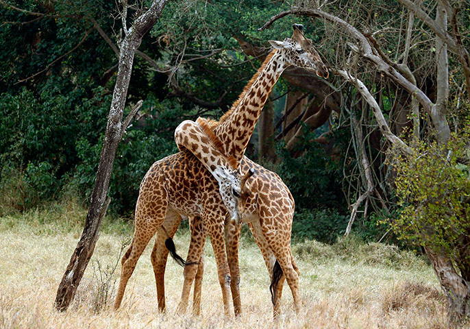 Week in wildlife: Two giraffes play early morning at Nairobi's National Park