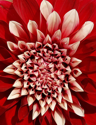 Week in wildlife: Dahlia flower blooming