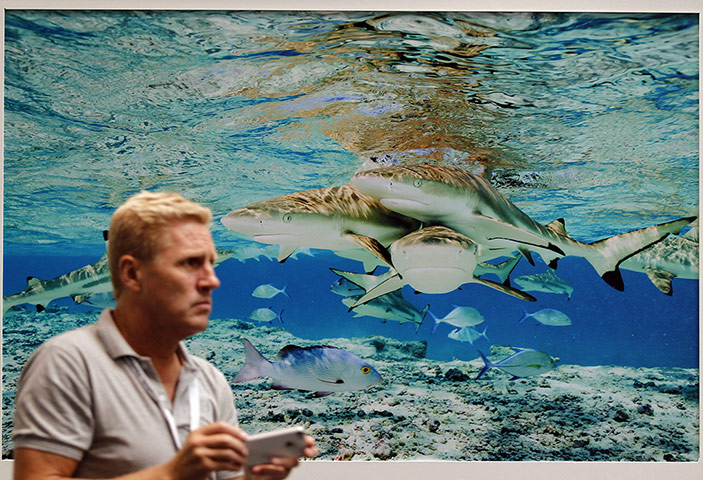 Week in wildlife: CITES meeting in Bangkok