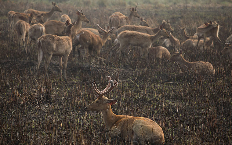 Week in wildlife: Deer rest at the Kaziranga national park, east of Gauhati, India