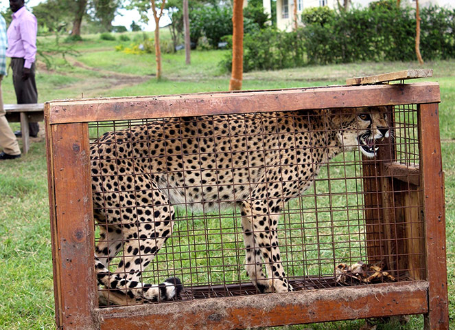 Week in wildlife: Cheetah threatened by illegal wildlife trade 