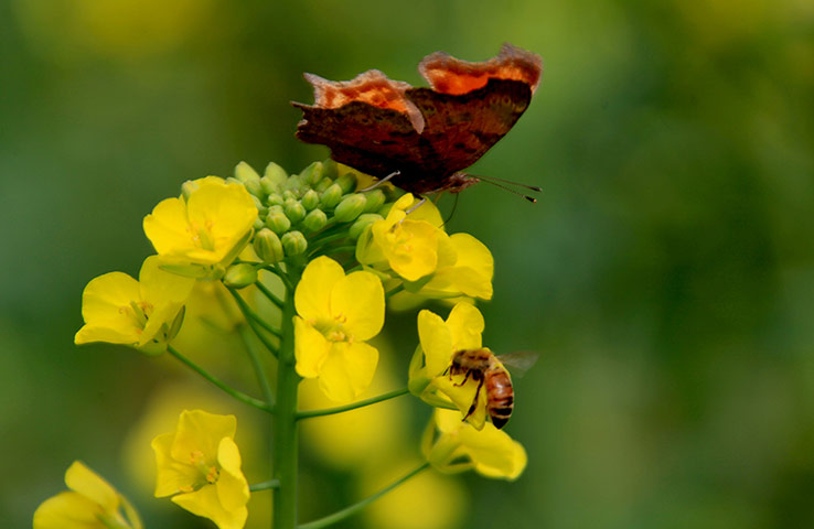 Week in wildlife: #CHINA-ANHUI-HUANGSHAN-RAPE FLOWERS (CN)