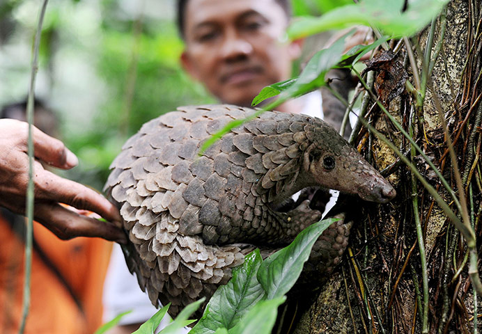 Week in wildlife: A pangolin is released into the wild