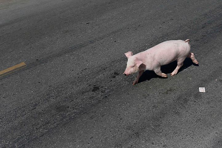 24 hours in pictures:  A pig escapes from a swinery in China