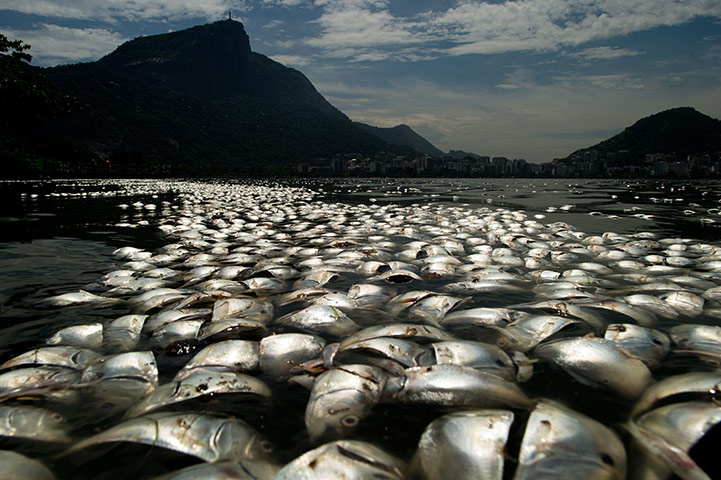 20 Photos: Tons of dead fish in Brazil