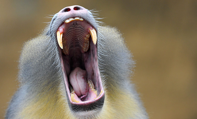 20 Photos: Mandrill 